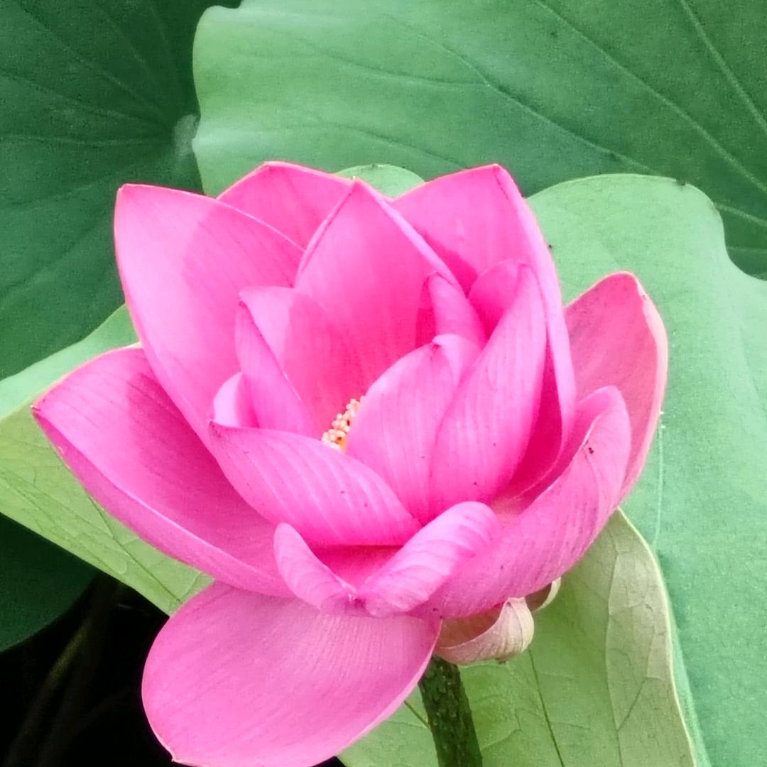 平安是福zz