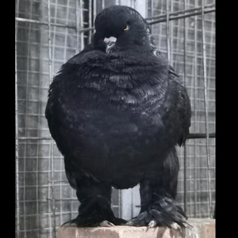 中国象腿🇨🇳马专一