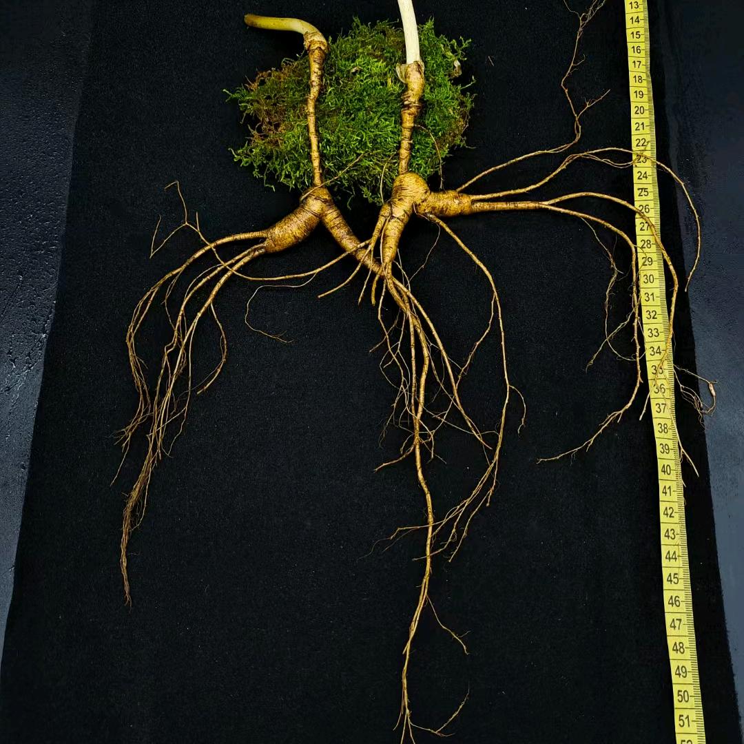 通化县经济开发区森韵长白山参行（个体工商户）