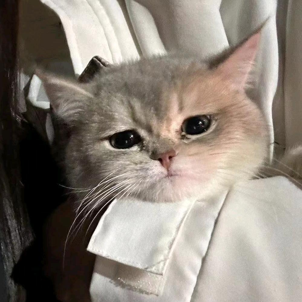 贺子家小猫