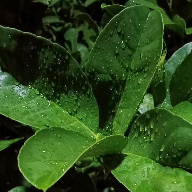 晨曦