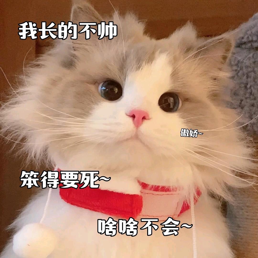 别瞅我