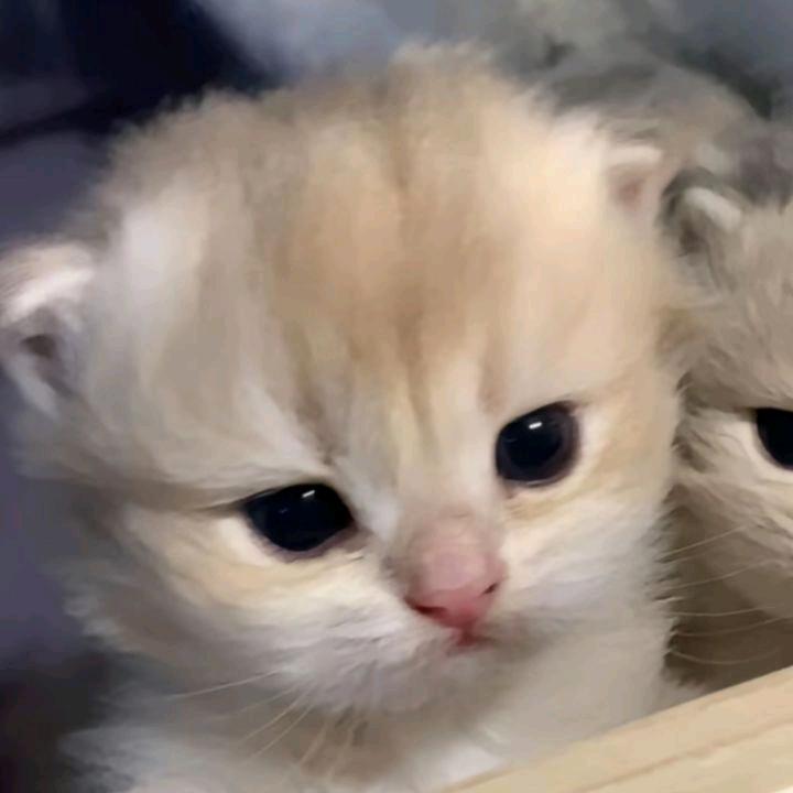 小凝