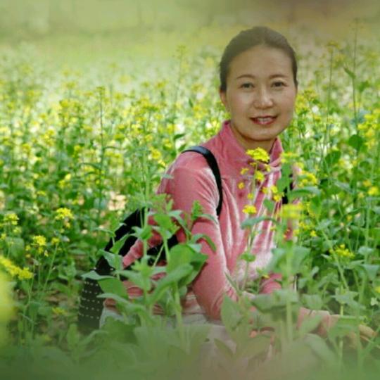 茉莉花茶食糕点