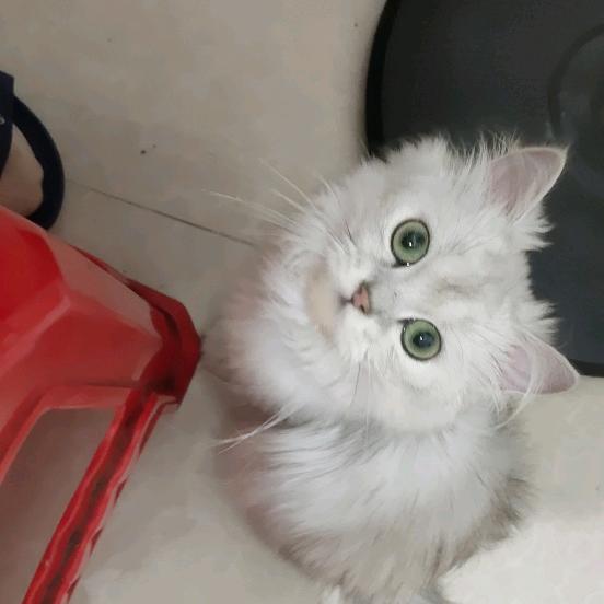 捂住心却捂不住心痛（封票。）