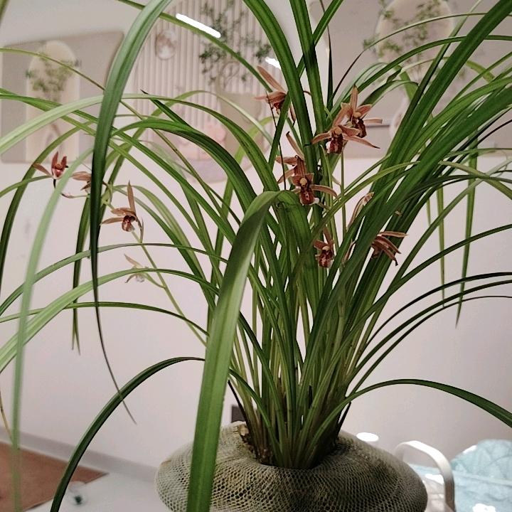 秋兰红花
