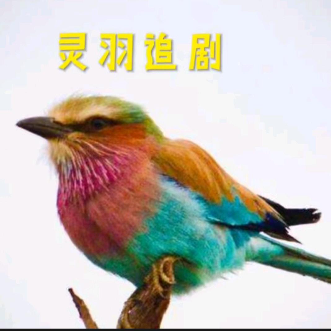 灵羽追剧
