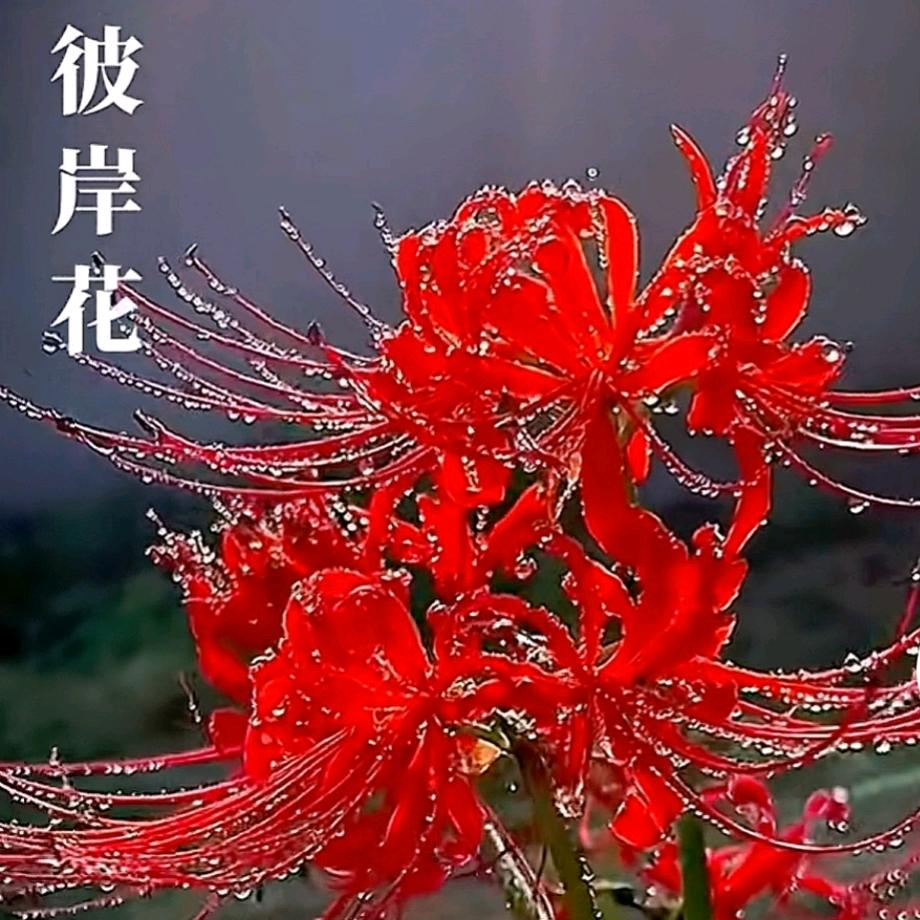 开心消消乐