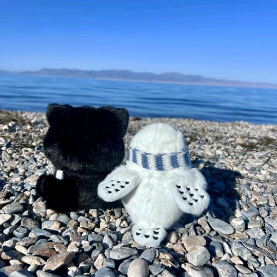 小许小许