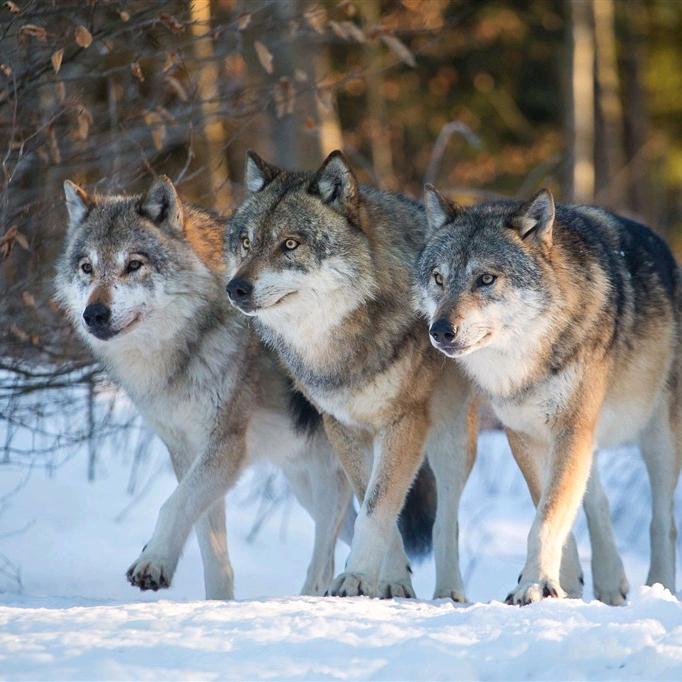 第三只野兽医生