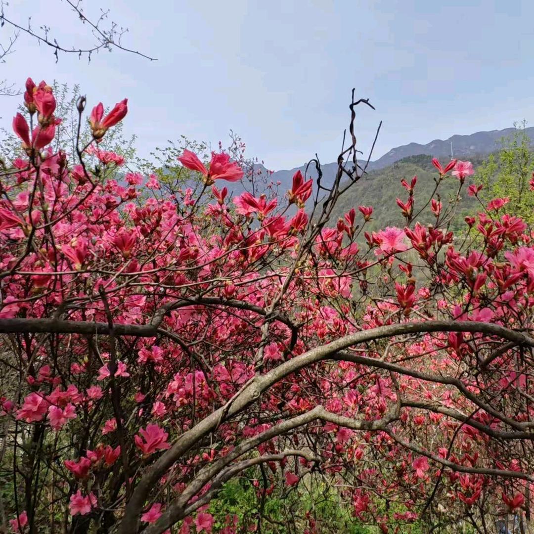 烂漫山花