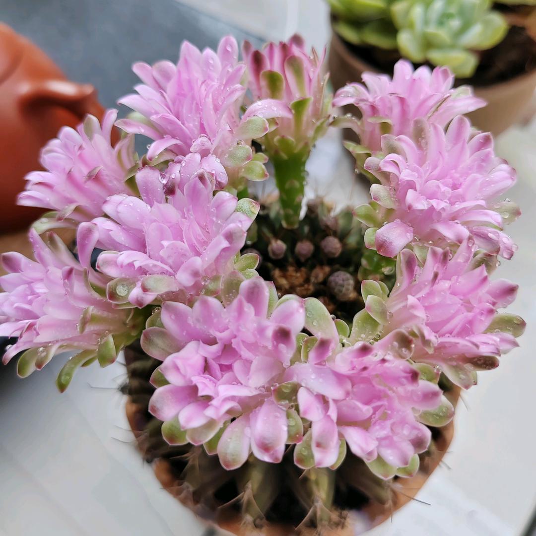 橙小姐的店（🈚️店）