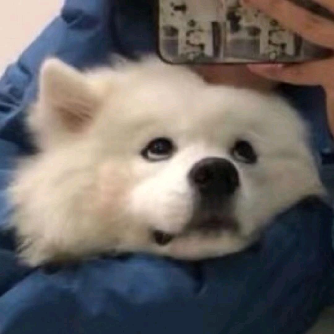 蝶恋枇杷