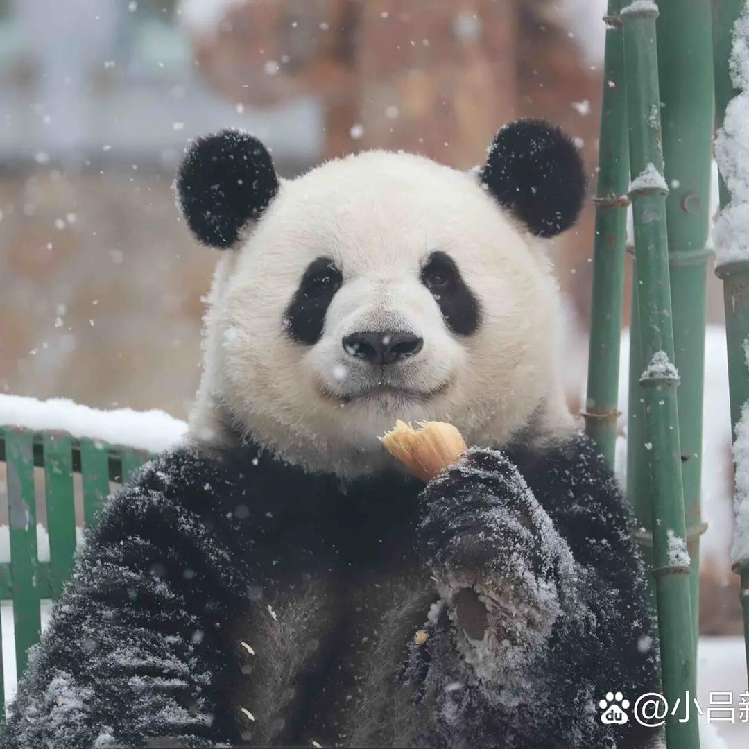 小熊软糖