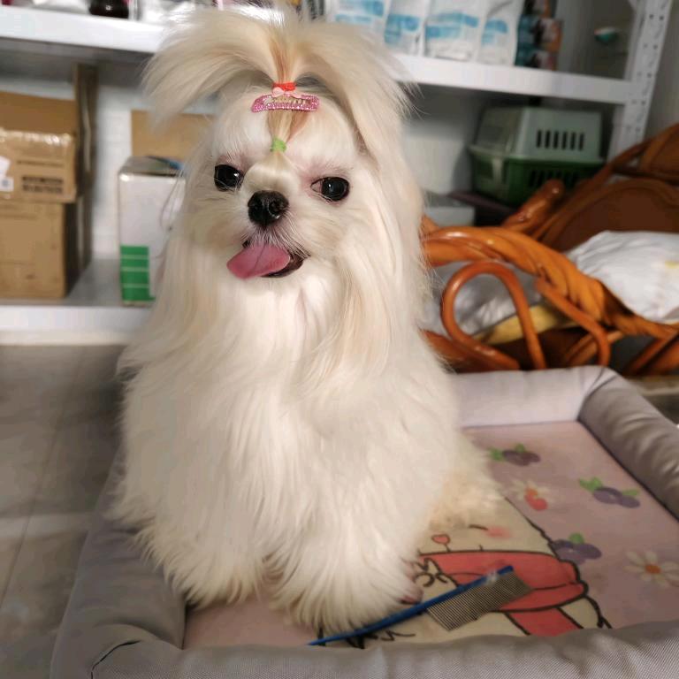 内乡静姐