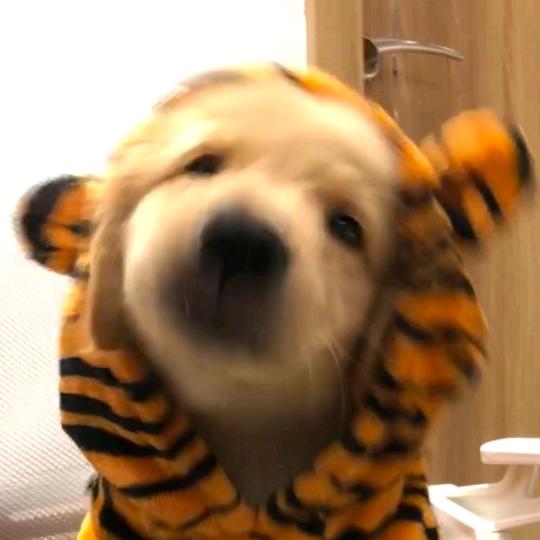 挣钱买拿铁