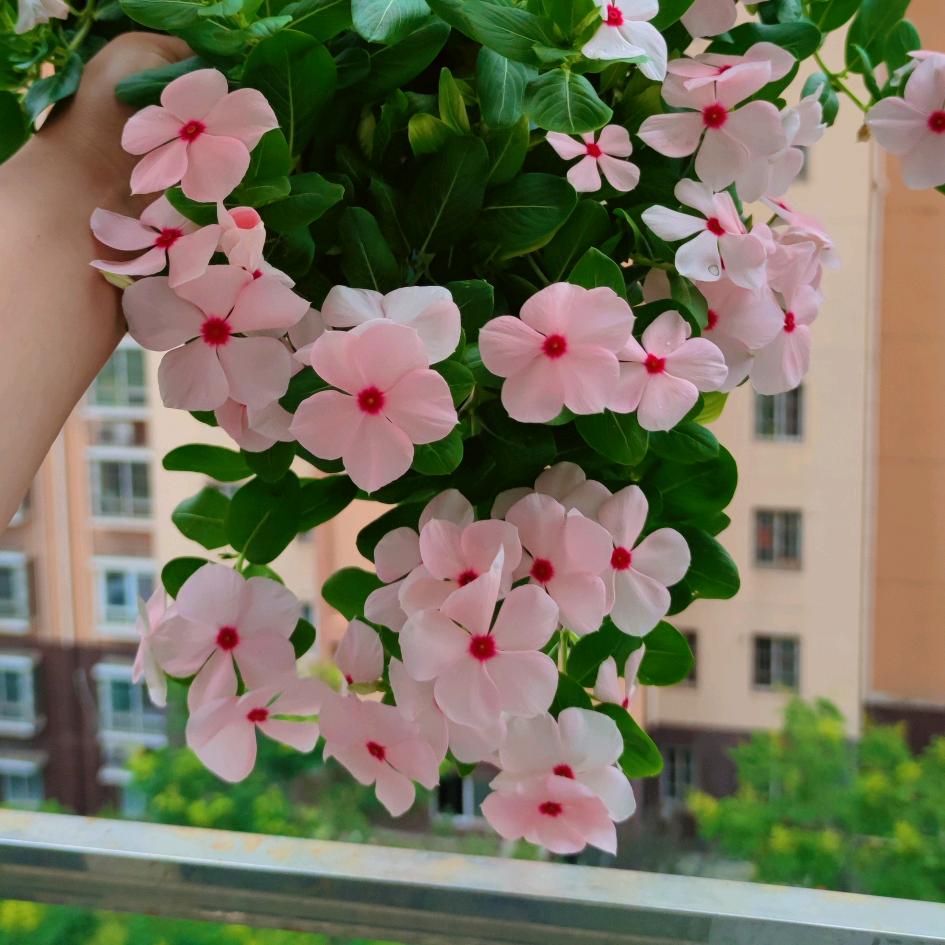 麦呀麦哟喂