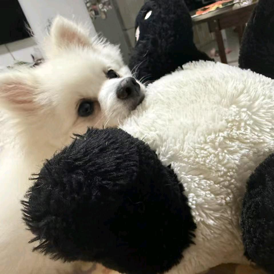 猴头菇bao