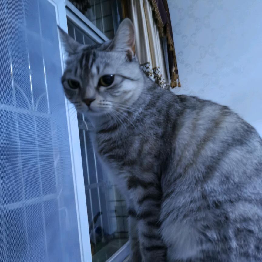 小淘是只猫