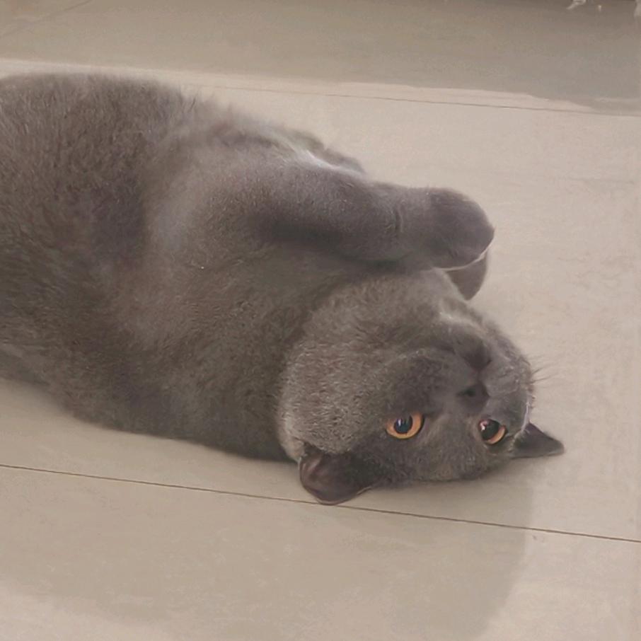 感冒绝缘体。🐼