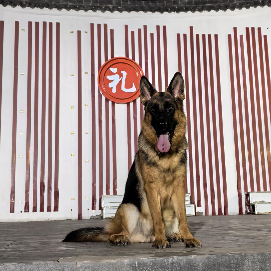 不负众望🐕