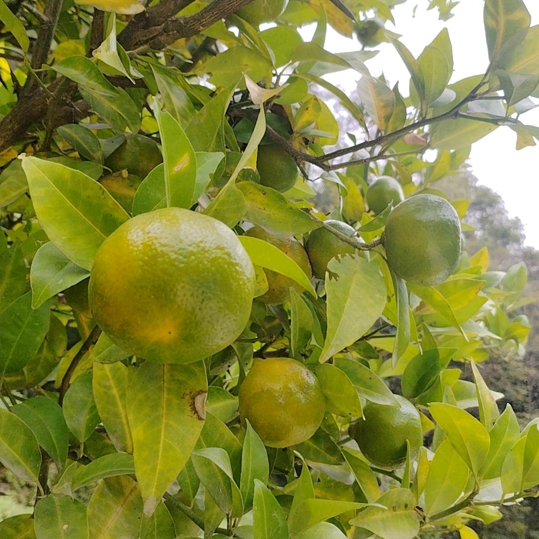 不🌱再☘期🌿待🍀