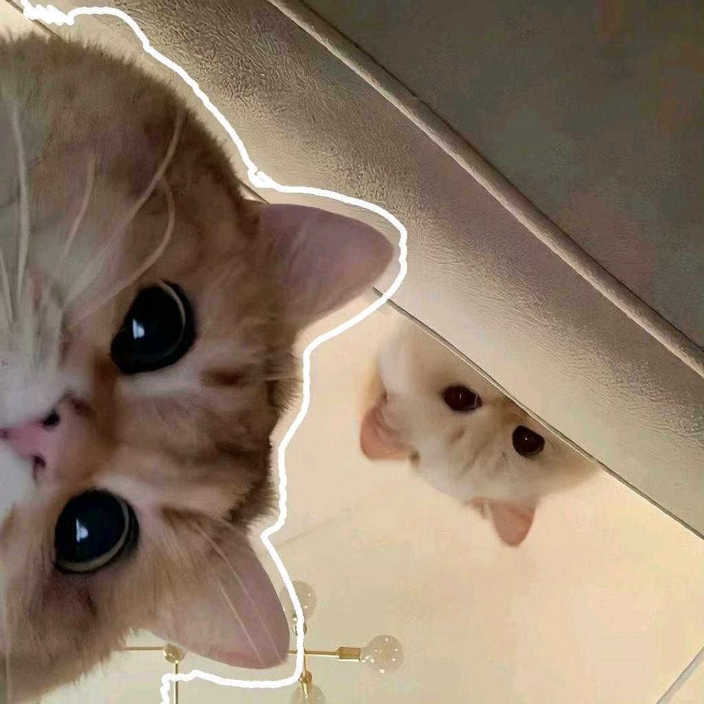 猫meme爆笑小剧场