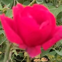 躺在′麦垛上数星星