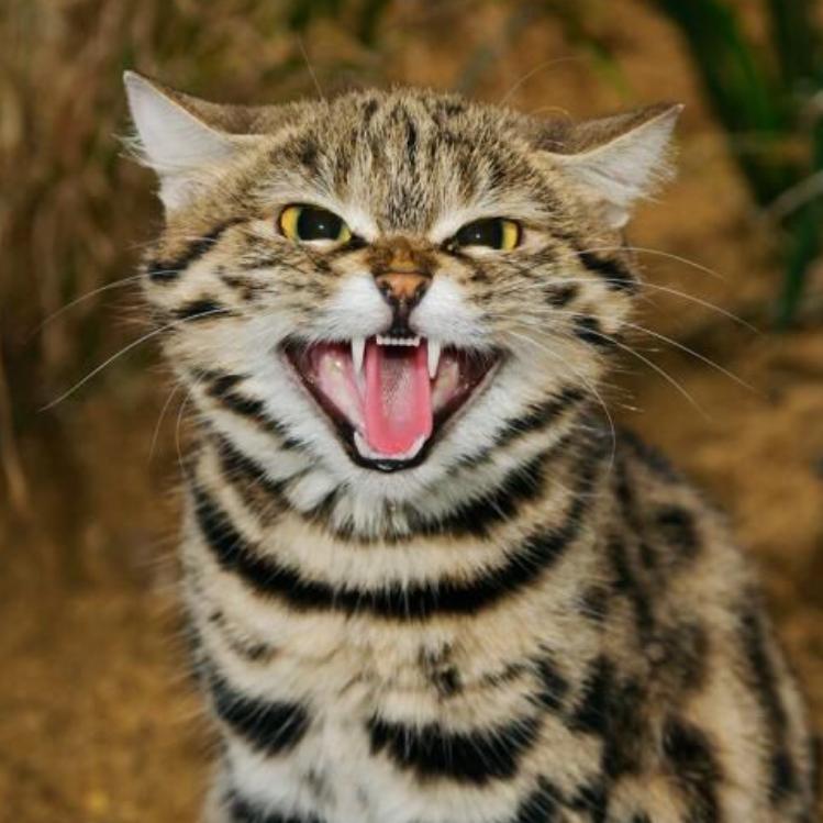 大娃和二妞的幸福生活