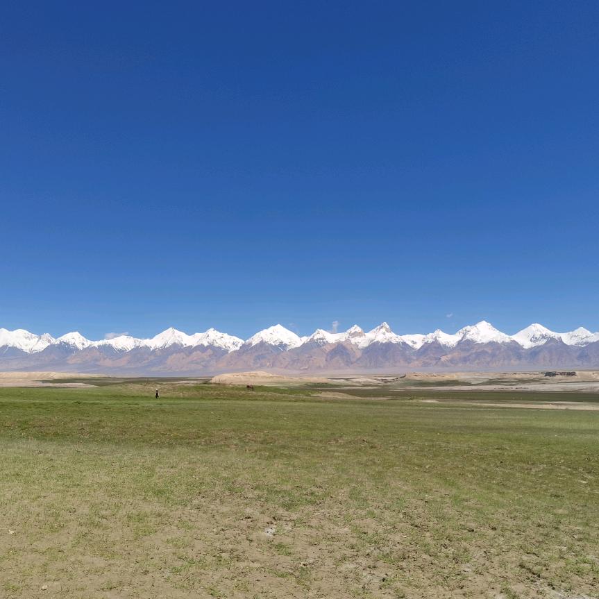 芫荽凉拌五香菜