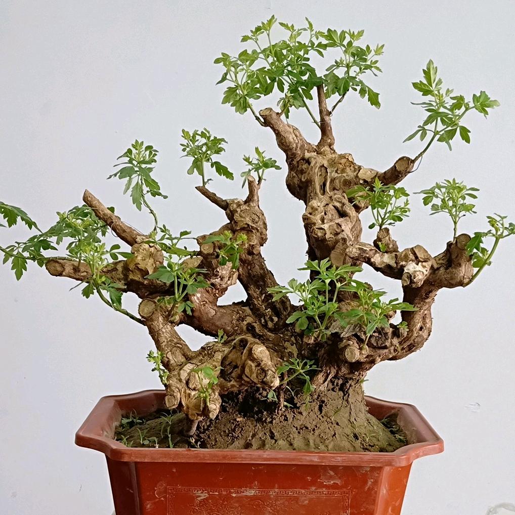植屿绿植馆