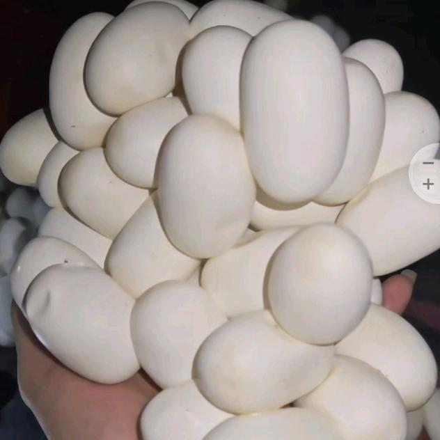 养殖🐍啊宁