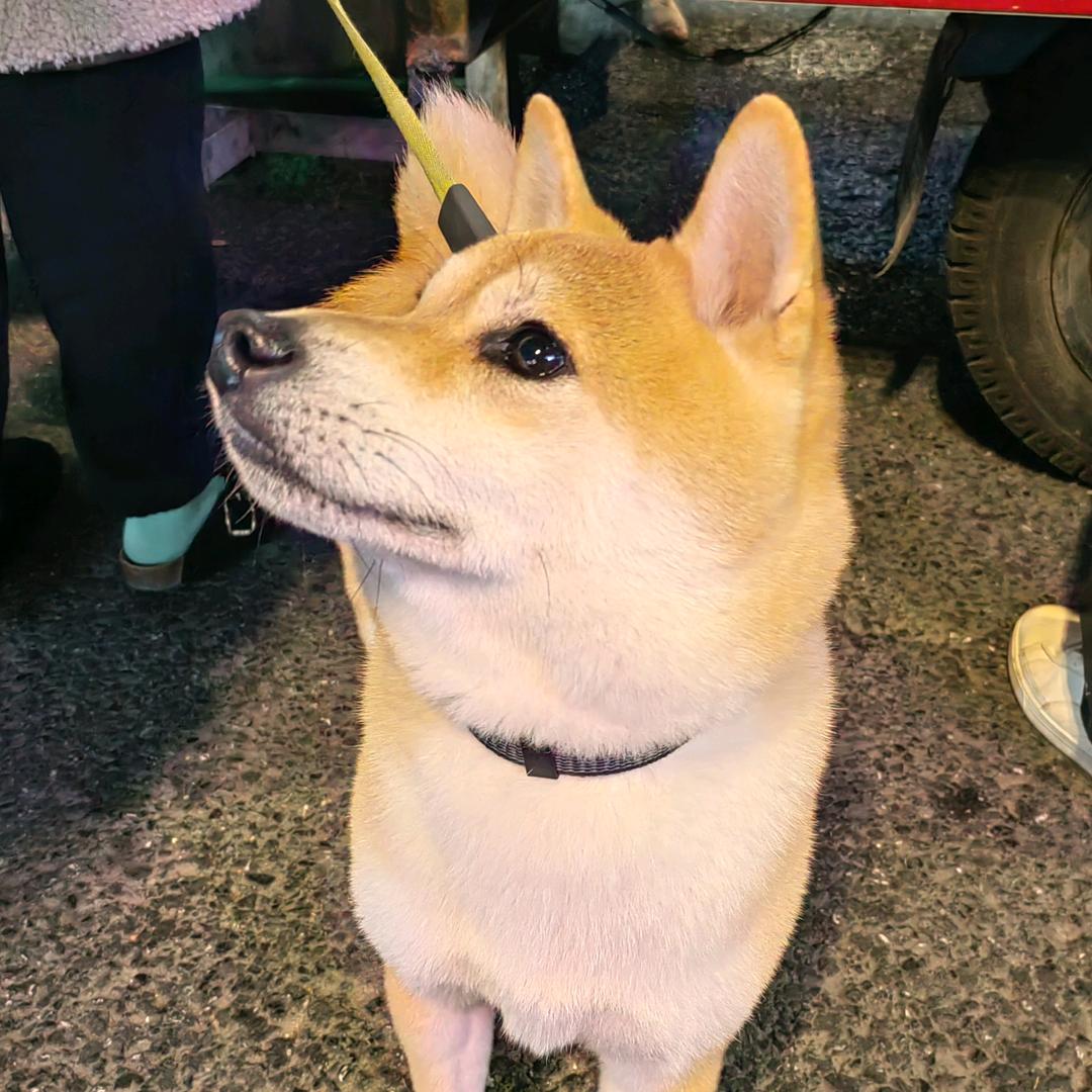 见风的蝶