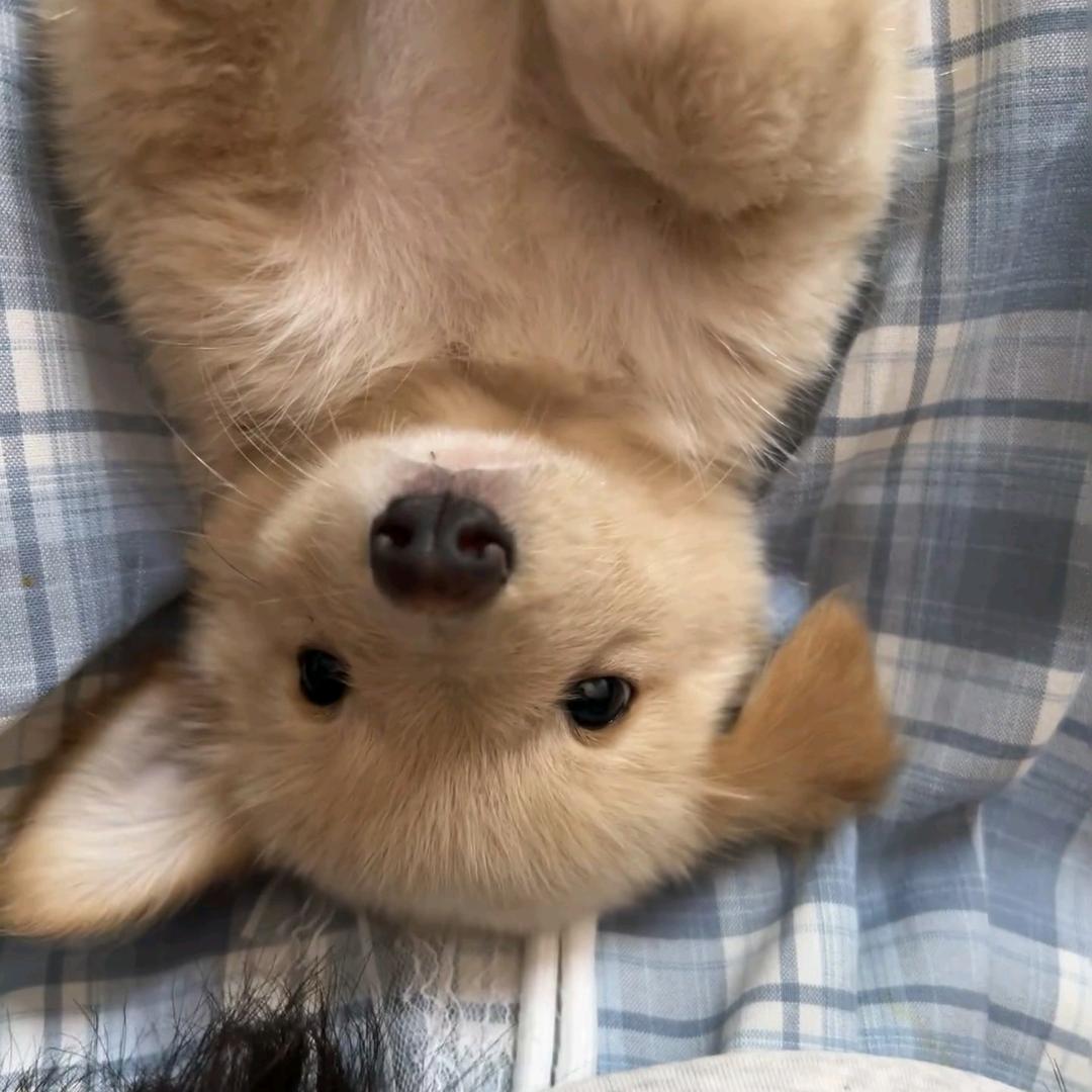 ^^可可可可蛋糕