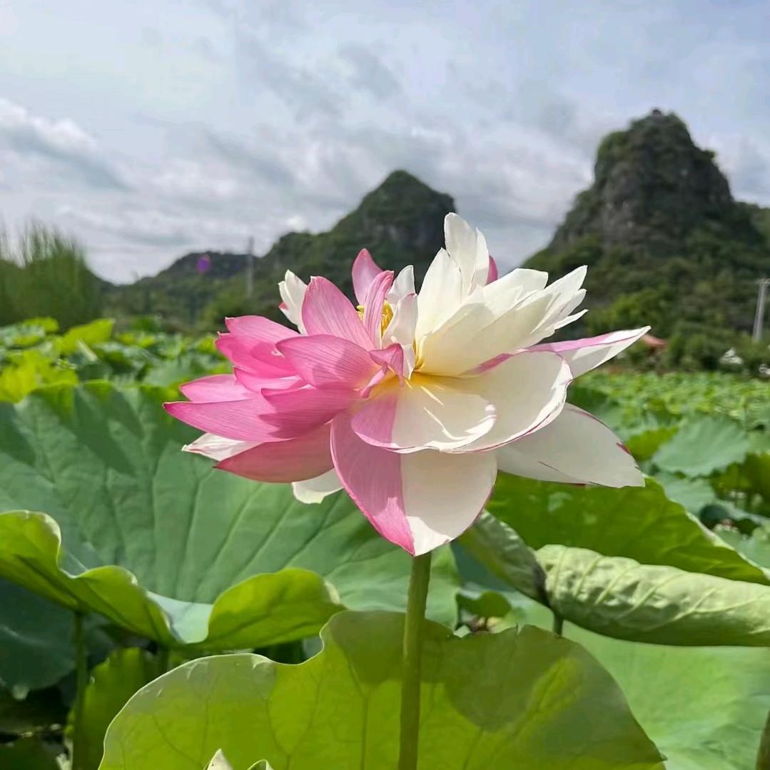 多宝日常