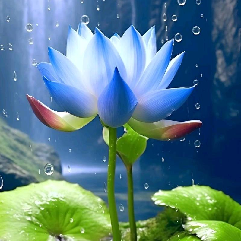 清雅(悟涵)
