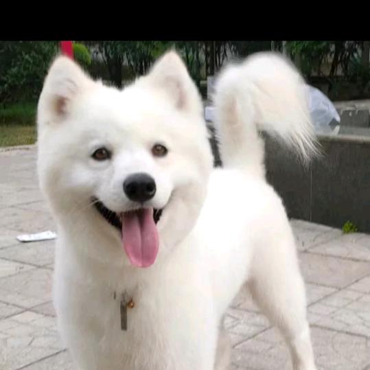 毛毛丁