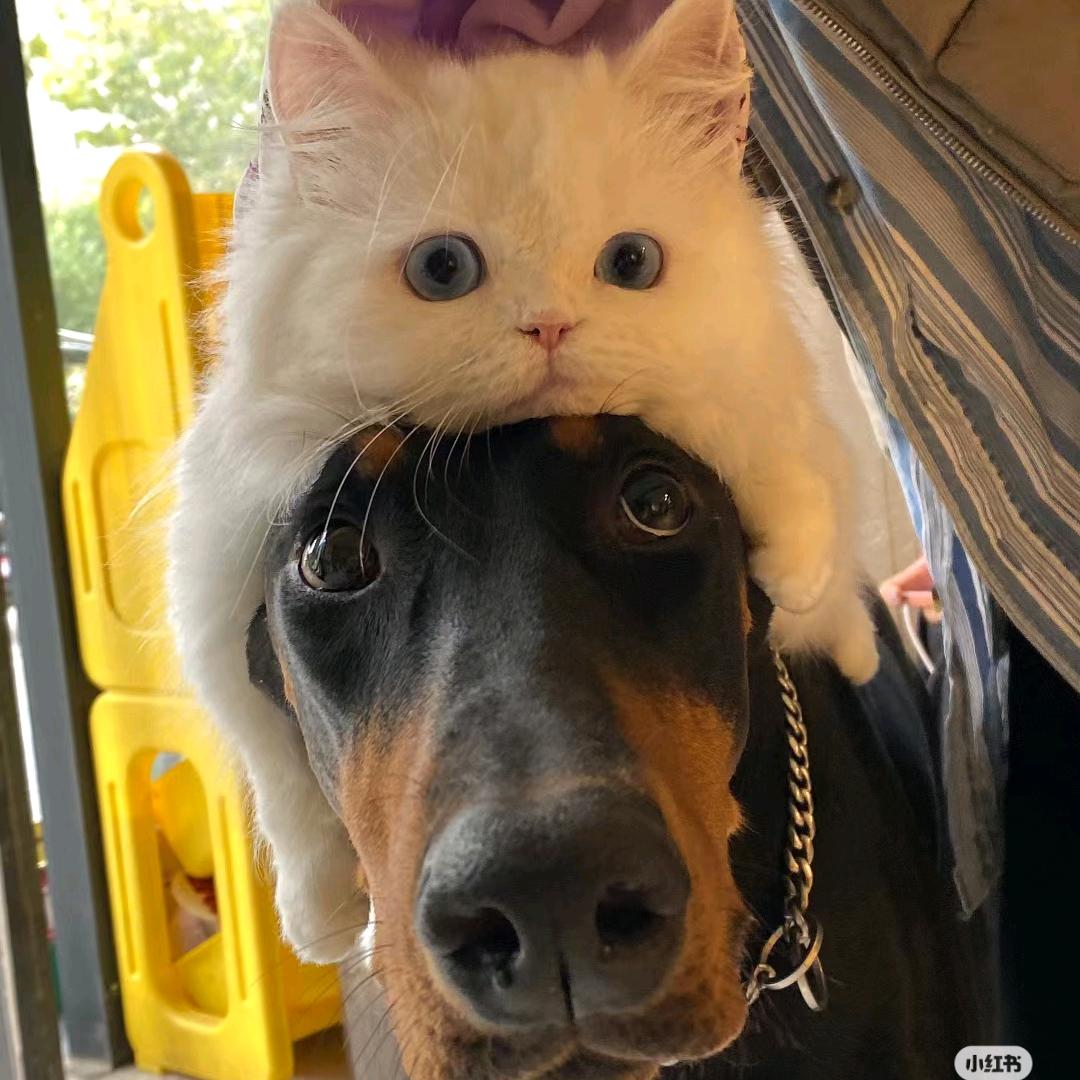 牛油果闪亮登场💗🥮