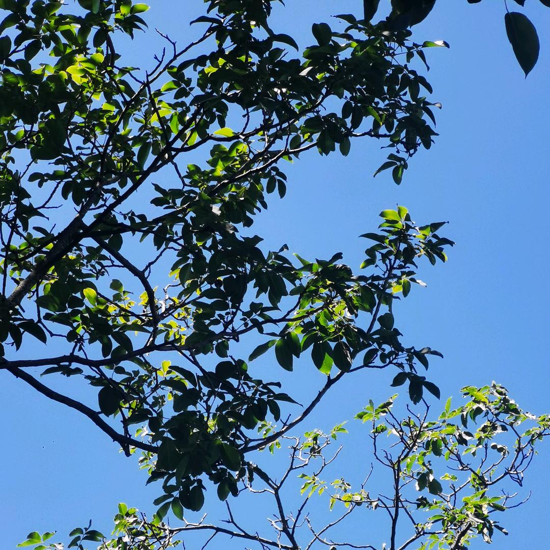 静沐暖阳