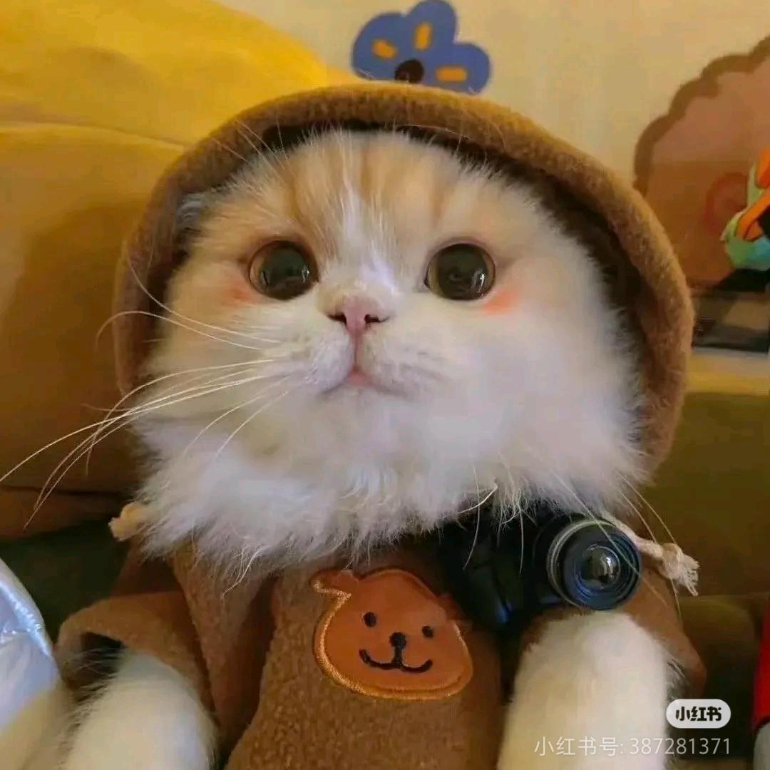 汐洛儿lolm小提莫