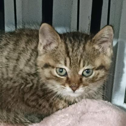 元宝是只小可爱