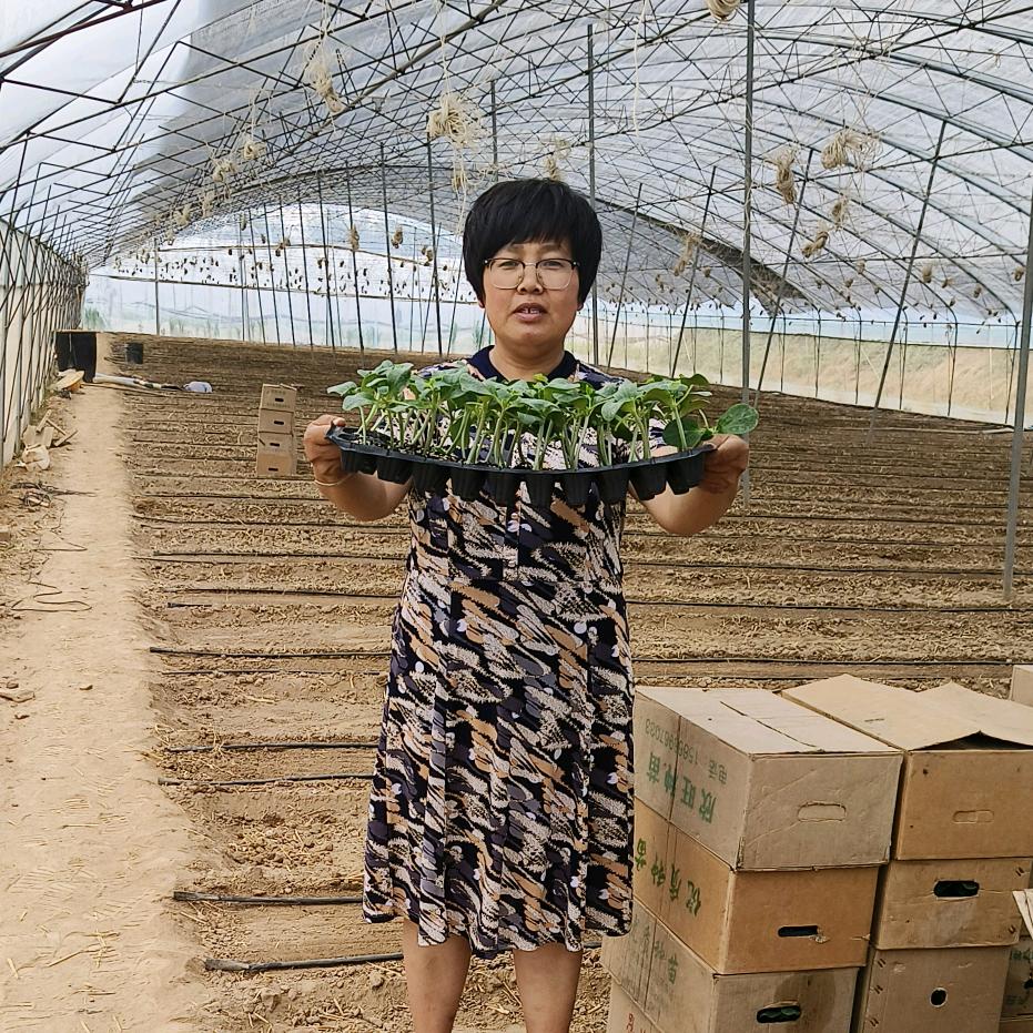 王霞农产品疏菜