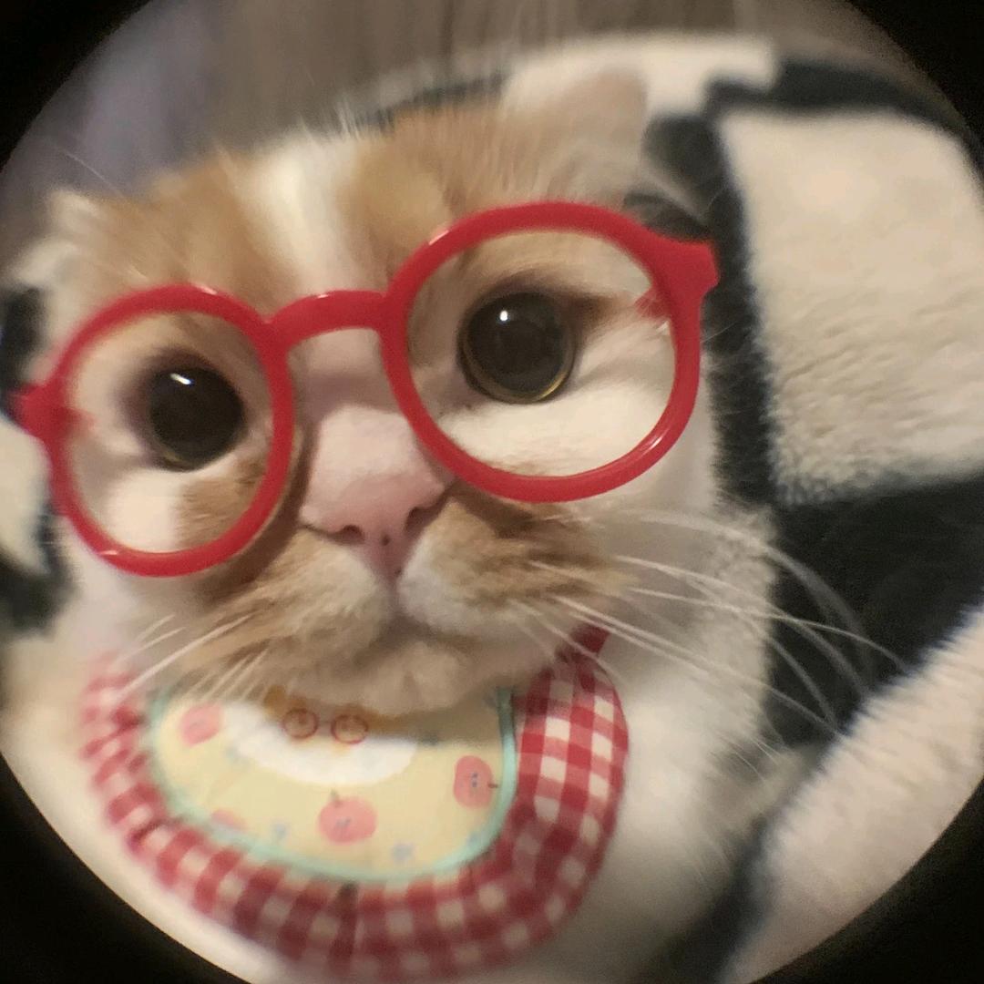 小猫哎吃鱼～