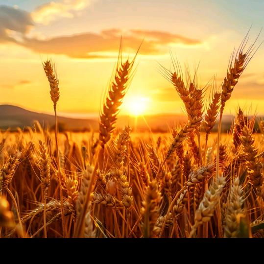 (๑><๑）岁月静好(ಡωಡ)