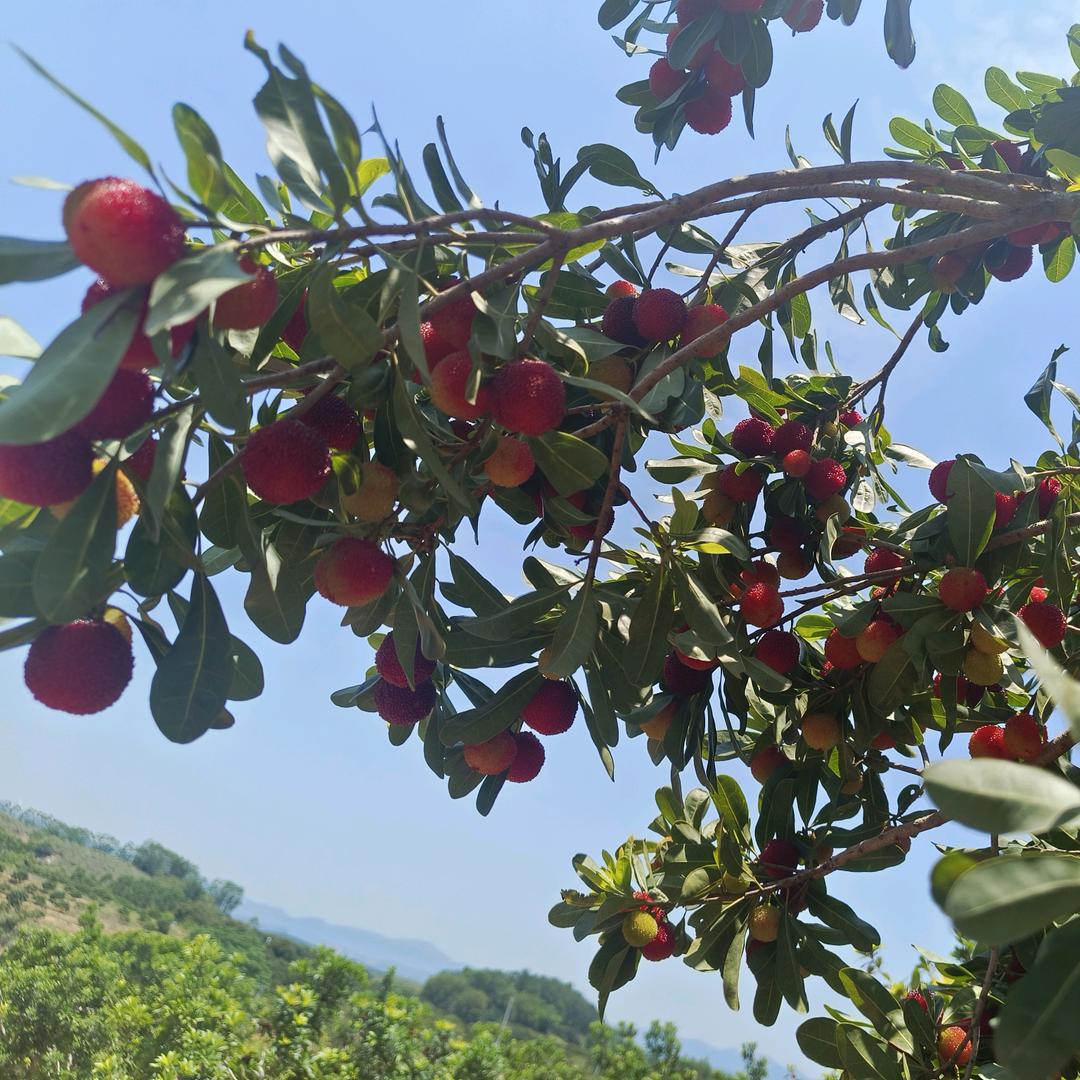 小玲