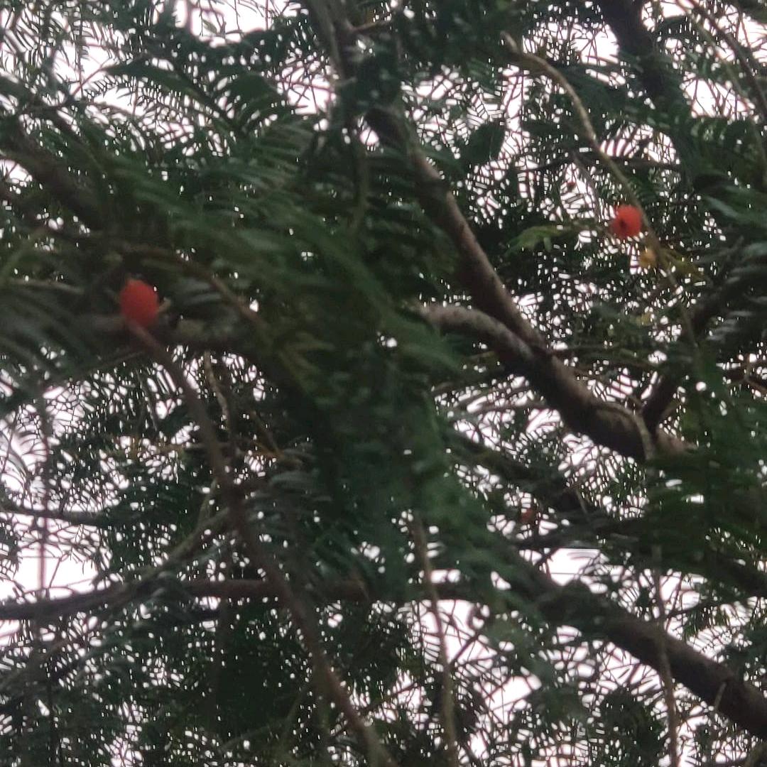青青苹果🍎⚡