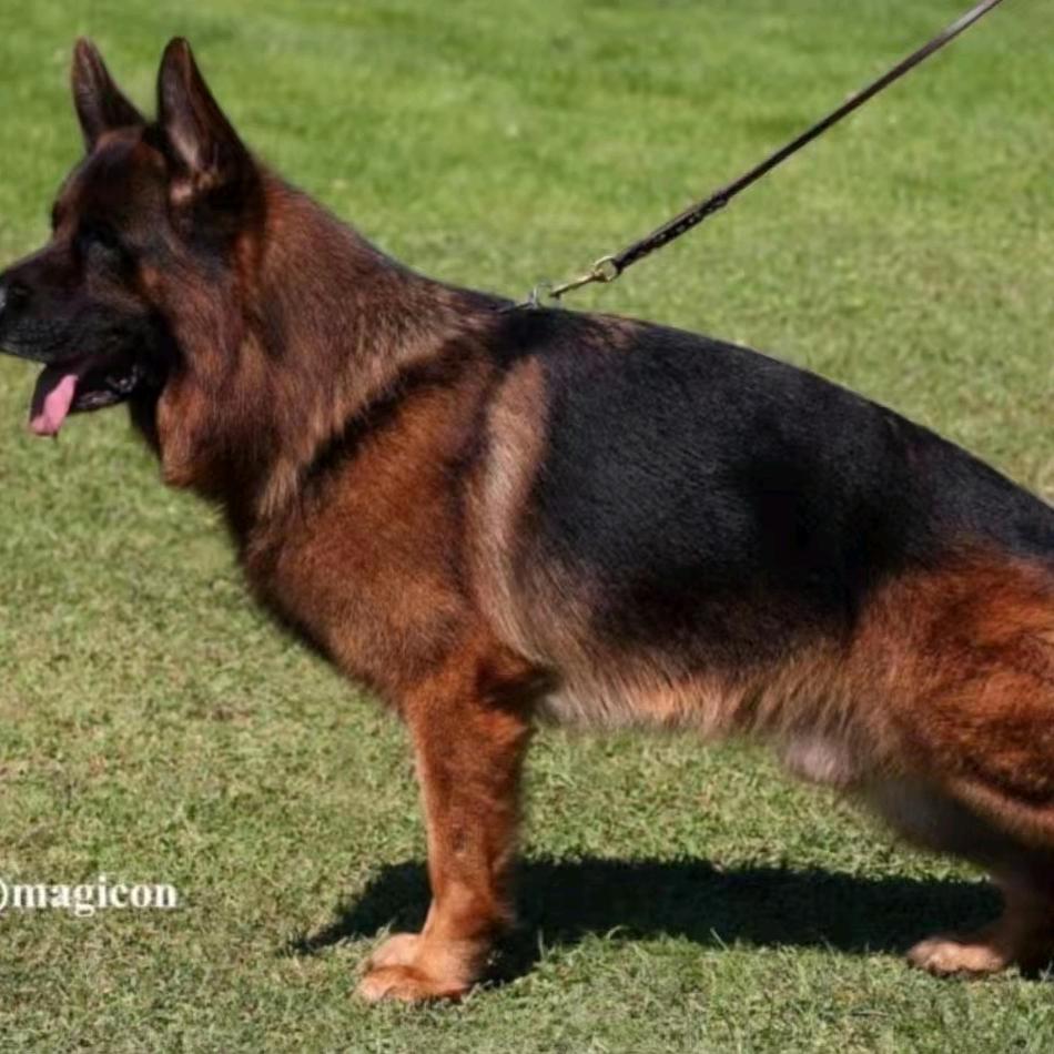 东平睿琪名犬繁殖