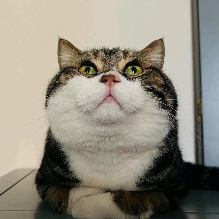 碳水兄弟(包饺子)