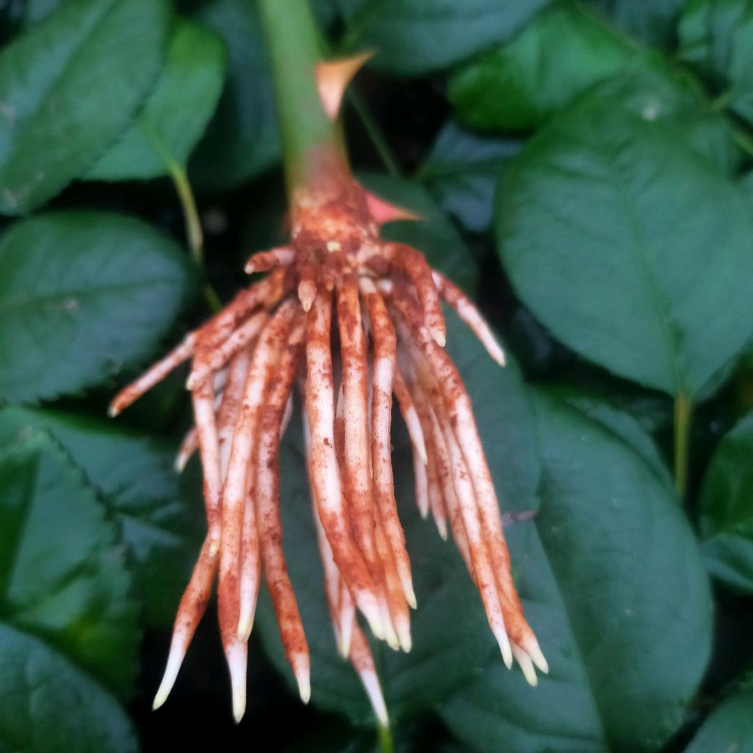 玫瑰花小苗