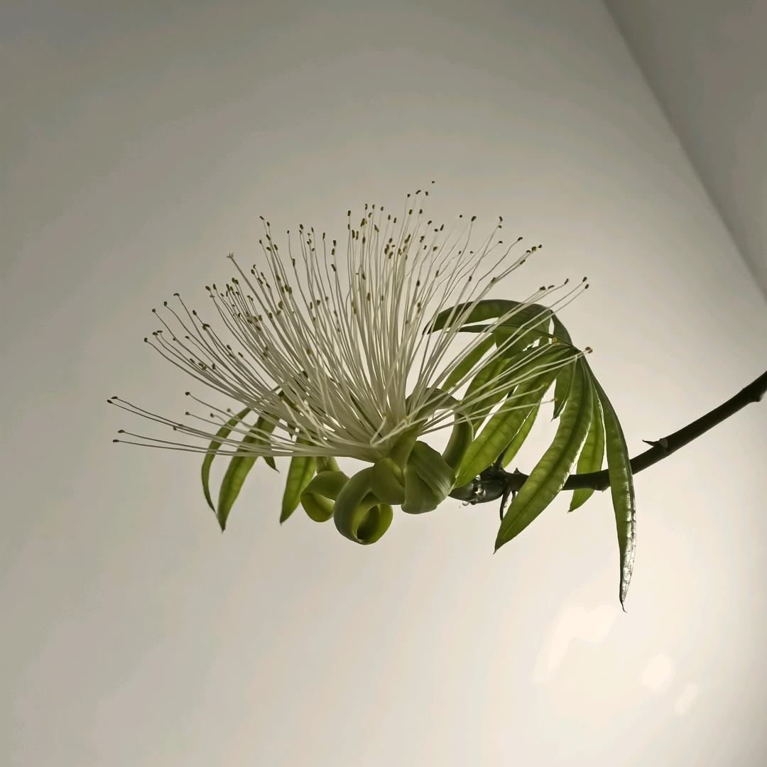 梧桐树叶